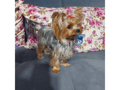 Tea Cup A Şecere 1,5 Kg Garantili Yorkshire Terrier