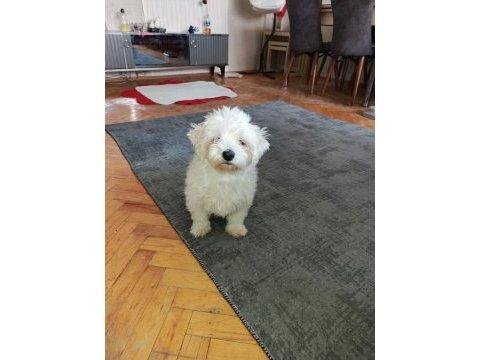 4 Tane Birbirinden Tatlı Maltese Terrier Yavruları