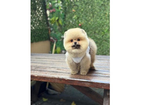 Pomeranian Yavrular