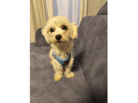 11 Aylık Erkek Köpeğimiz İçin Ömürlük Yuva Arıyoruz