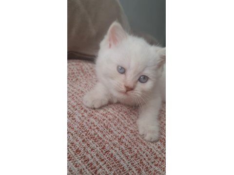 Bembeyaz Mavi Gözlü Dişi British Shorthair Yavru
