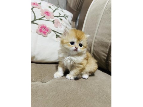 Yavru British Longhair Kedimize Yuva Arıyoruz