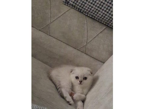 Scottish Fold Kızım Gen Gereği Kesinlikle Koku Bırakmaz