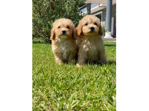 Kalite Ve Güvenin Adresinden Maltipoo Bebeklerimiz