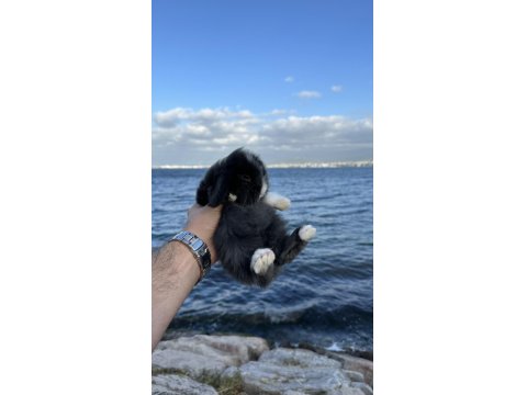 Hollanda Mini Ve Cüce Yavru Tavşanlar Her Yere Gönderilir