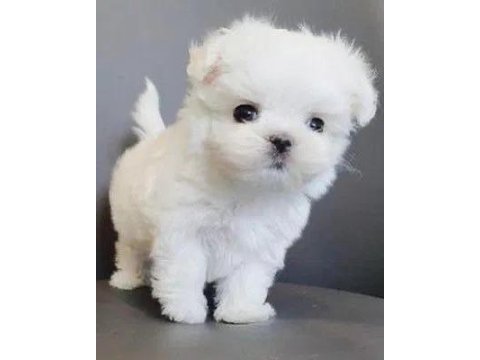 Oyun Arkadaşı Maltese Köpeği Yavrularımız