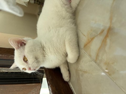 Güzel British Lokumuma Ömürlük Sevgi Arıyorum