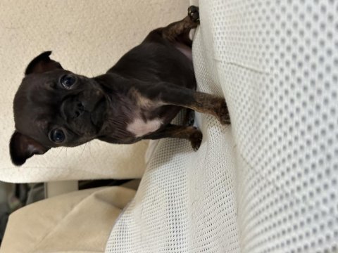 Ev Ortamından Son Elma Kafa Küt Burun Bebek Şivava