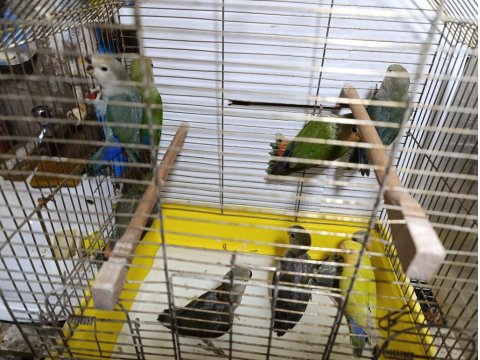 Sevda Papağanı Bebekler