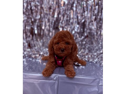 Sevimli Minik Poodle Yavrular