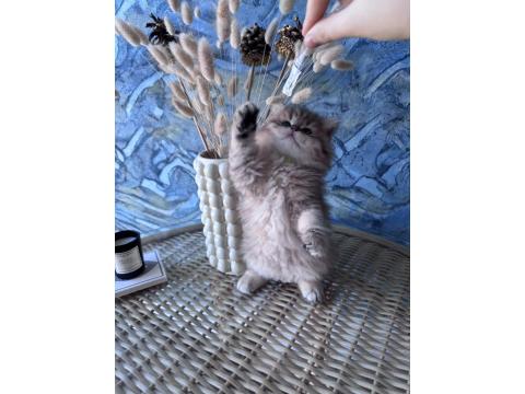 A Kalite British Longhair Golden Black Dişi Yavru