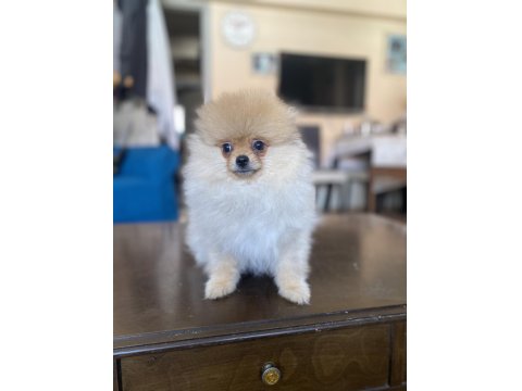 Mini Boy Pomeranian Boo Kızımız