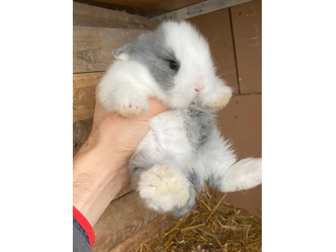 Safkan Tavşan Yavruları Her İle Gönderim