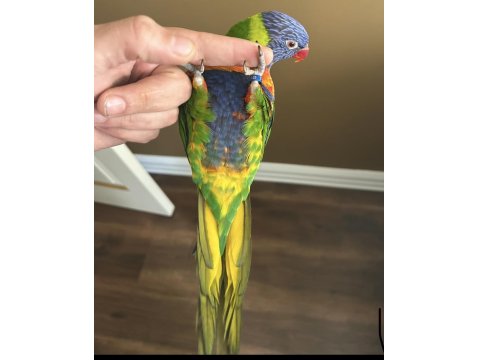 Özel Eğitimli Dans Eden Konuşan Maskot Lori