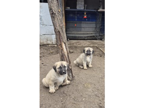 60 Günlük Safkan Kangal Yavrular