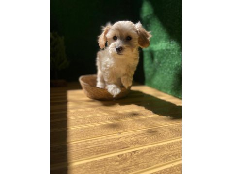 Maltipoo Bebek Köpekler