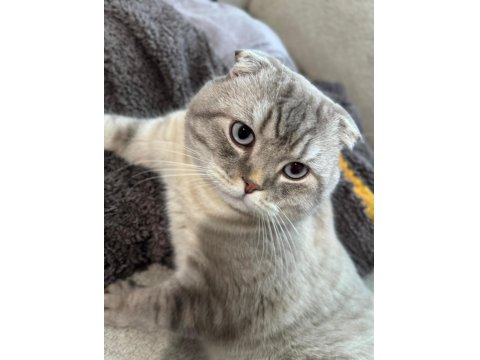 Ücretsiz Verilecek Scottish Fold