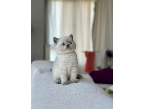 3 Aylık British Shorthair