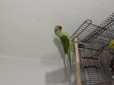 4.5 Aylık Erkek Jumbo Alexander Papağanı