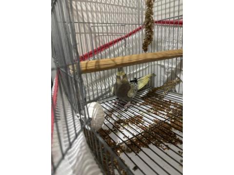 3 Adet İki Aylık Yavru Sultan Papağanlar