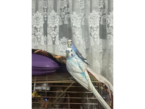 Hazır Eş Yavru Garantili Muhabbet Kuşları