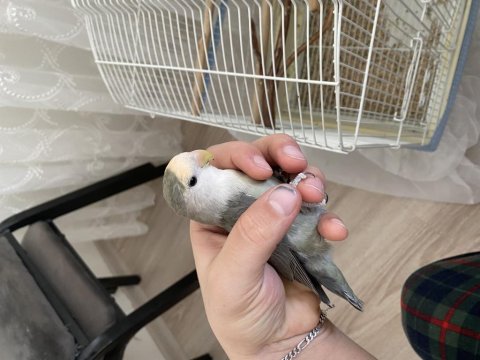 4 Aylı El Besleme Full Evcil Sevda Papağanlarım