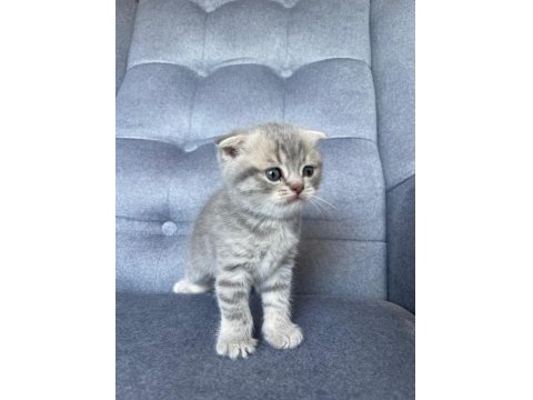 Gri Scottish Fold Yavru