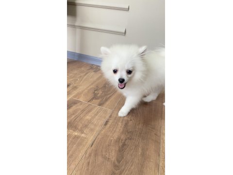 3 Aylık Pomeranian