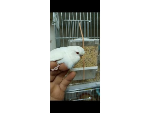 Yuvadan Yeni Çıkmış Muhabbet Kuşu Yavrularımız