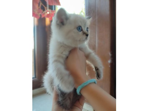 Sevimli Minik British Shorthair Yavrularımız