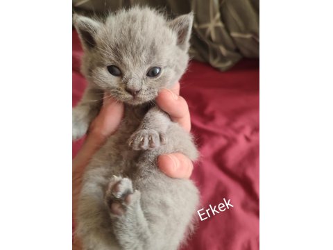 Farklı Cins Kediler Mevcuttur