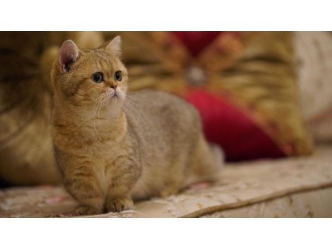 Munchkin Shorthair