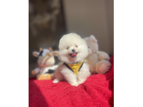 3 Aylık Ayı Surat Pomeranian Boo Yavrular