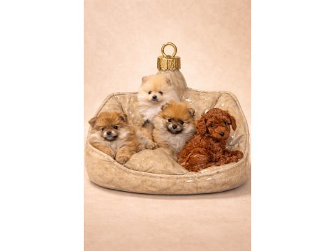 Safkan Pomeranian Boo Bebekler 2 Aylık