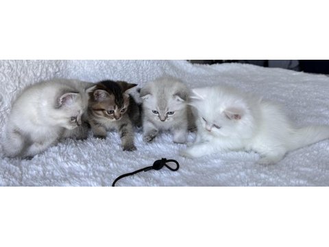 Scottish Fold Blue Point Yavru Kedim
