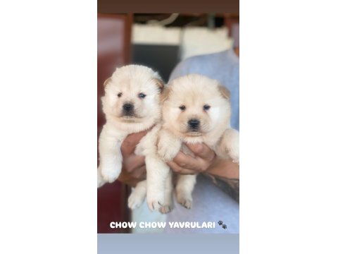 Baby Face Chow Chow Yavruları