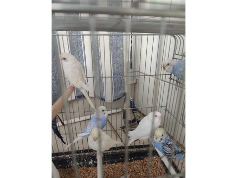 Yavru Ve Yetişkin Muhabbet Kuşu