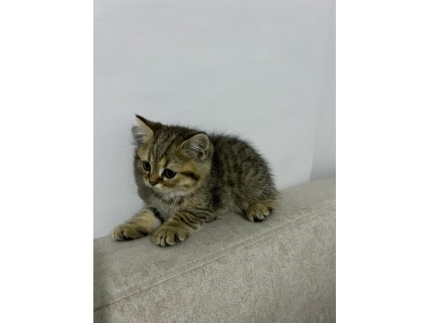 British Shorthair Erkek Yavru