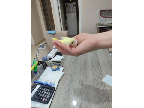 Ev Üretimi Yavru Muhabbet Kuşlar