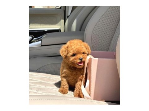 Toy Poodle Irkı Yavrular