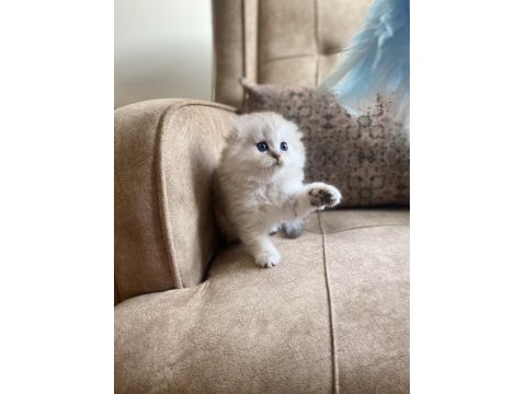 Full Şecereli Anne Babanın Scottish Fold Longhair Bebeği