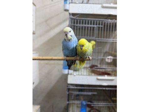 Sahiplendirilecek İnce Show Muhabbet Kuşu Bebekler