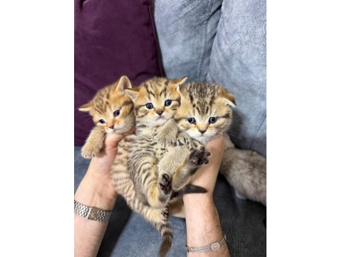 2 Aylık British Yavrularımız Yuvasını Arıyor