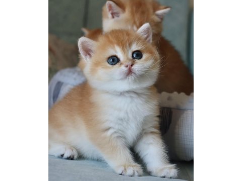 Portakal Rengi Golden British Shorthair