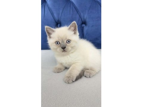 2 Aylık Erkek Kedim (Blue Point)