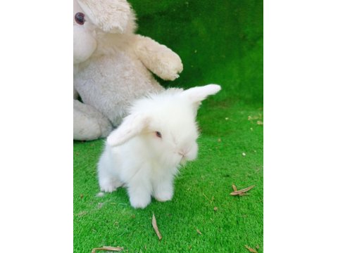 Hollanda Teddy Lop Cinsi Tavşanlar