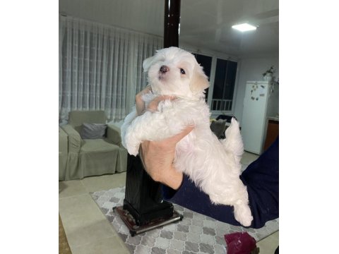 Minik Maltese Yavrularımız Yeni Yuvalarını Bekliyorlar