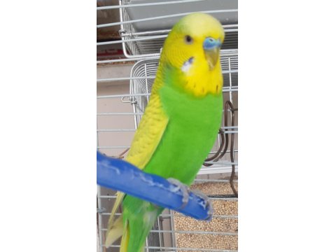 Jumbo Ve Yerli Muhabbet Kuşu
