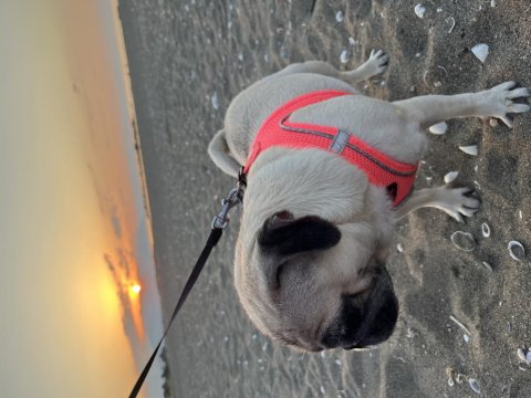Pug Dişi Köpek