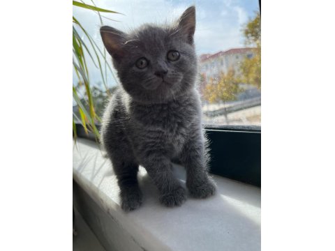 British Shorthair Kedisi